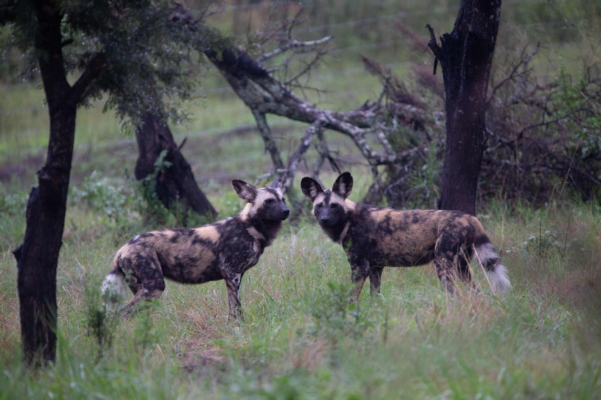 Goodbye Marbles and Smudge - UmPhafa