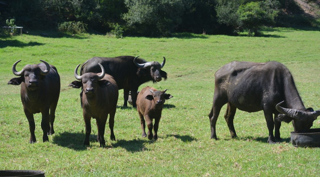 UmPhafa has been officially declared a Nature Reserve