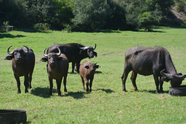 UmPhafa has been officially declared a Nature Reserve