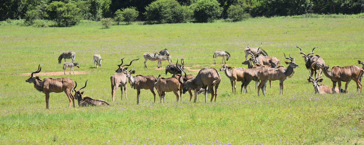 UmPhafa has been officially declared a Nature Reserve