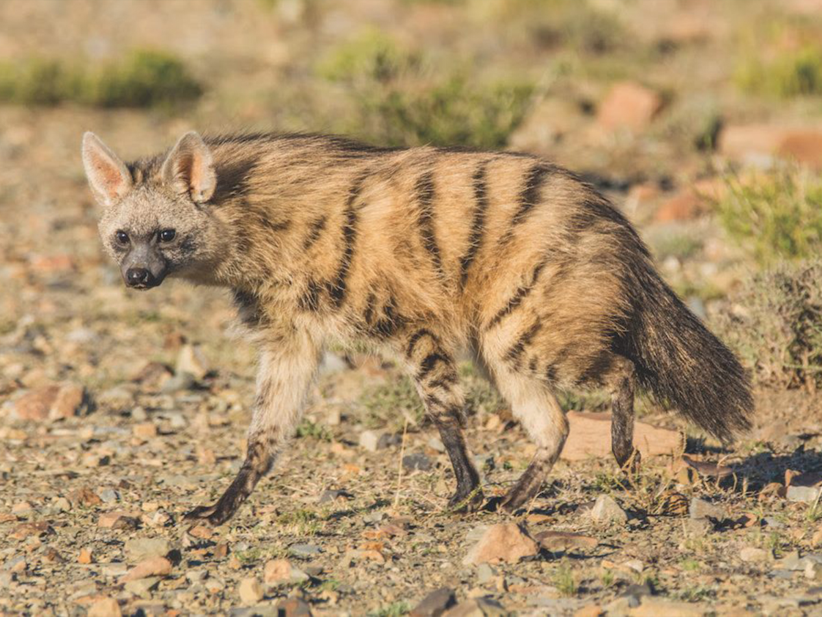 Rare Predators of UmPhafa