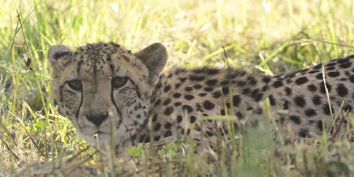 Cheetah arrives at UmPhafa Nature Reserve!