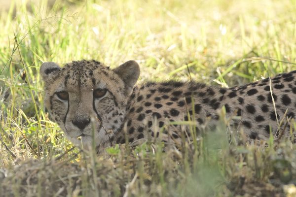 Cheetah arrives at UmPhafa Nature Reserve!