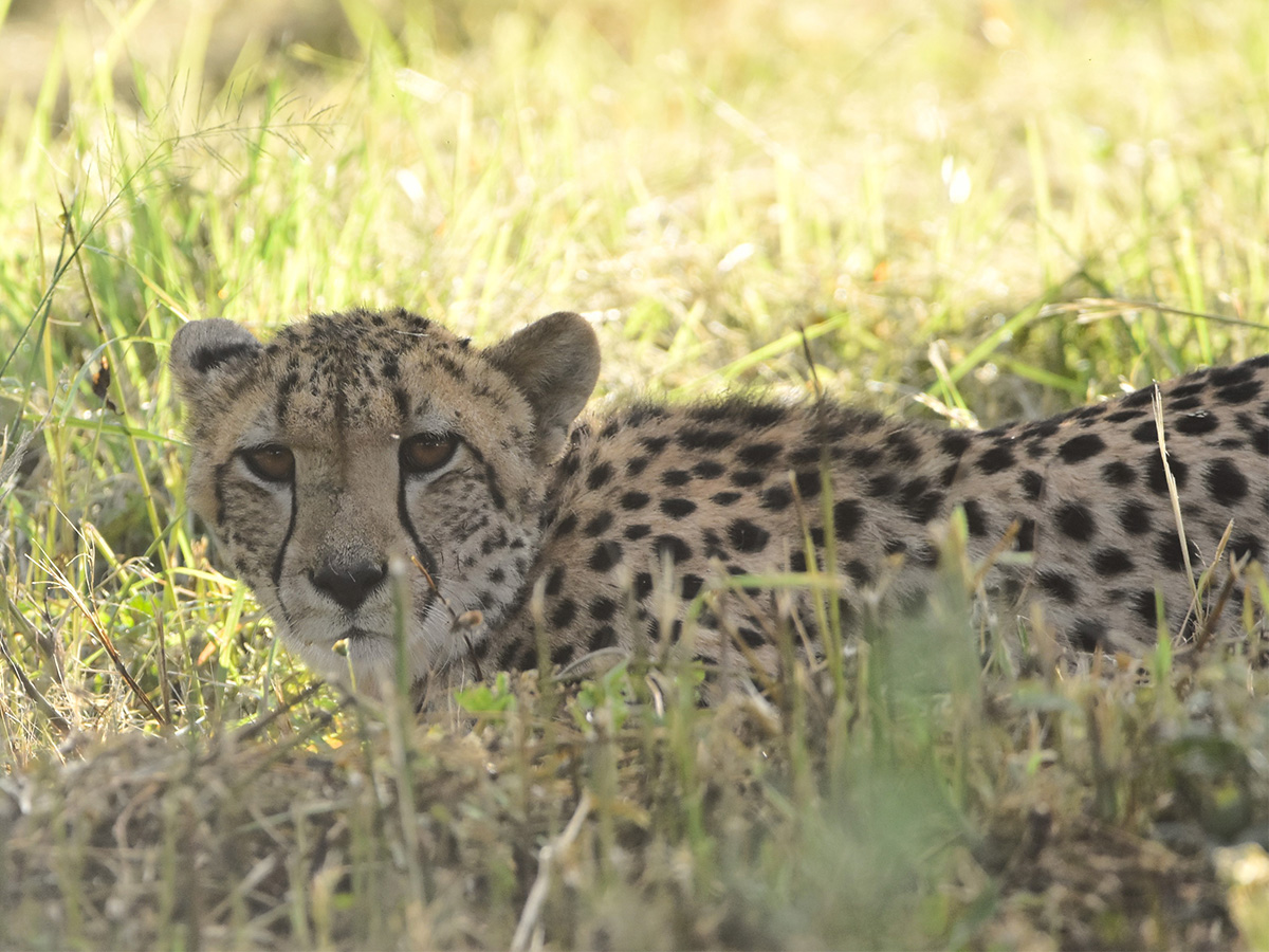 Cheetah arrives at UmPhafa Nature Reserve!